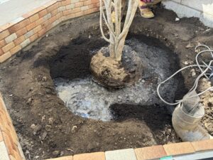 中庭の土を入れ替えてカクレミノを植える（養気院）