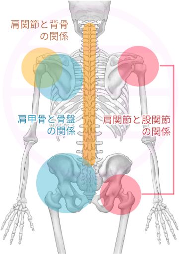 五十肩に関係する肩甲骨と股関節の問題