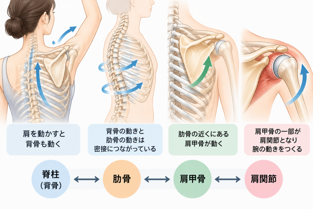 背骨から肩関節までの連動図